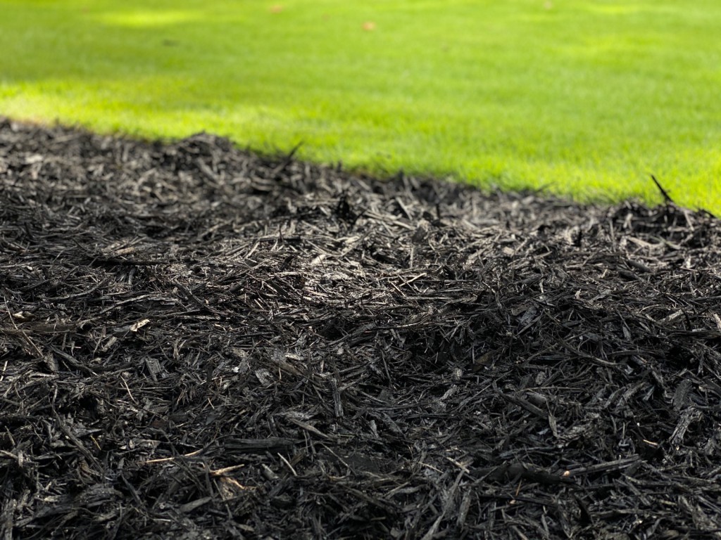 Fresh black mulch meeting a bright green lawn along a crisp bed edge.