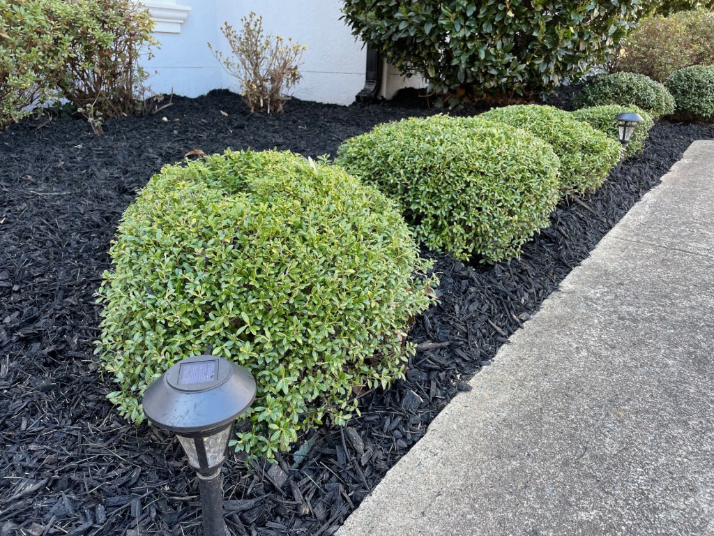 Boxwood globes and solar lights set in a fresh black mulch bed.