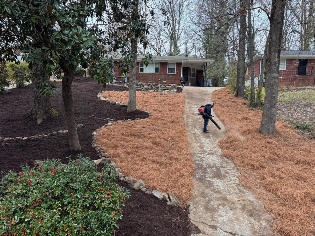 A finished front yard with fresh pine straw and black mulch beds.