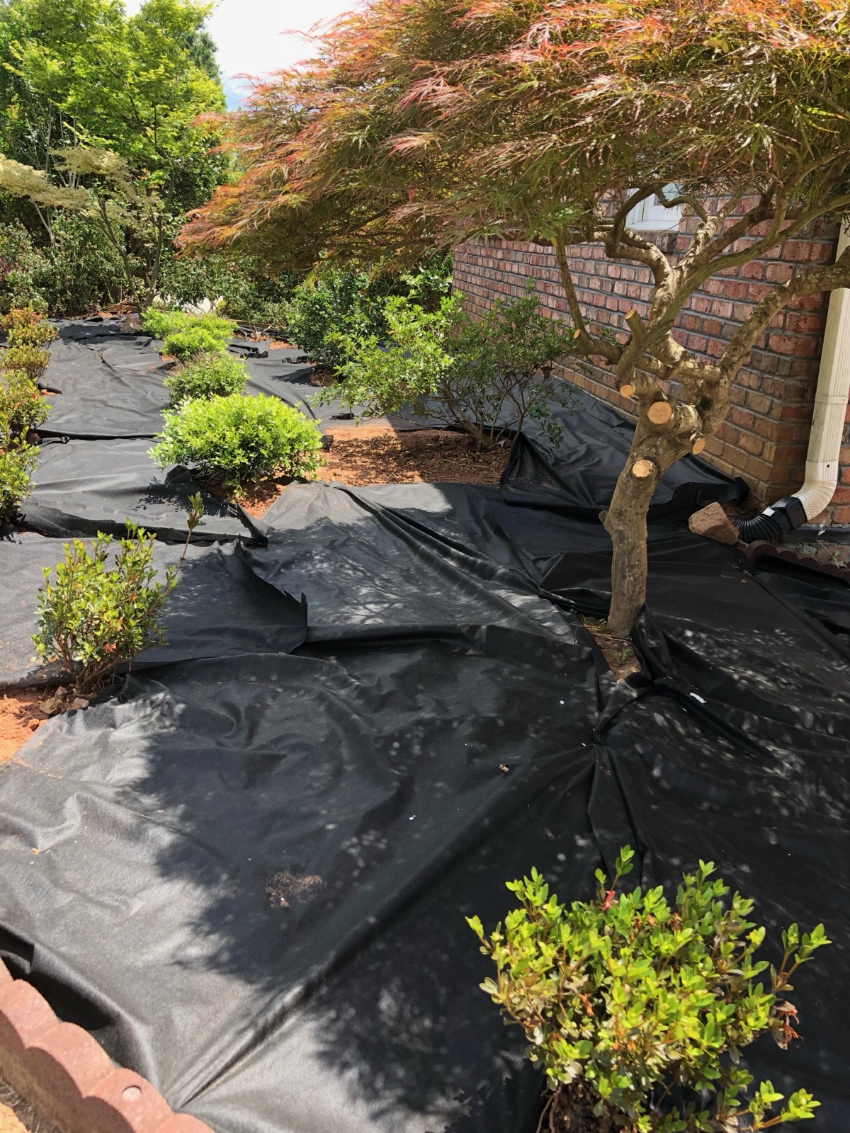 Landscape fabric laid across beds around a Japanese maple before mulching.