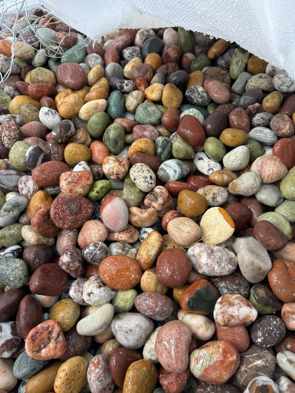 Piedras de Playa Mexicanas Exóticas 2-4 pulg., Tarima
