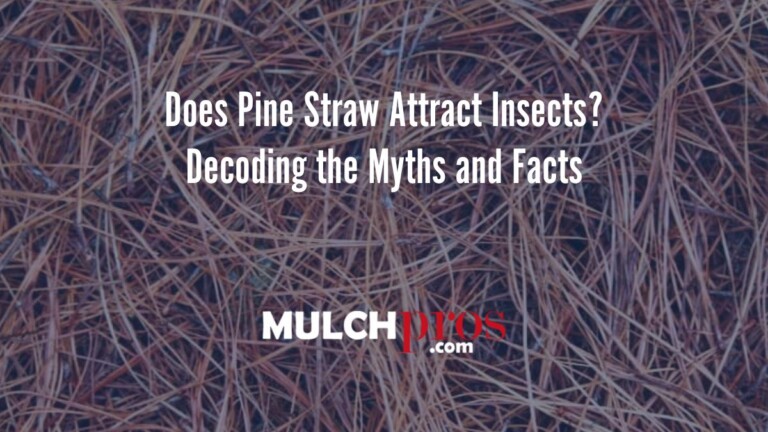 Does Pine Straw Attract Insects? Decoding the Myths and Facts