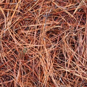 Long Needle Pine Straw - Bale
