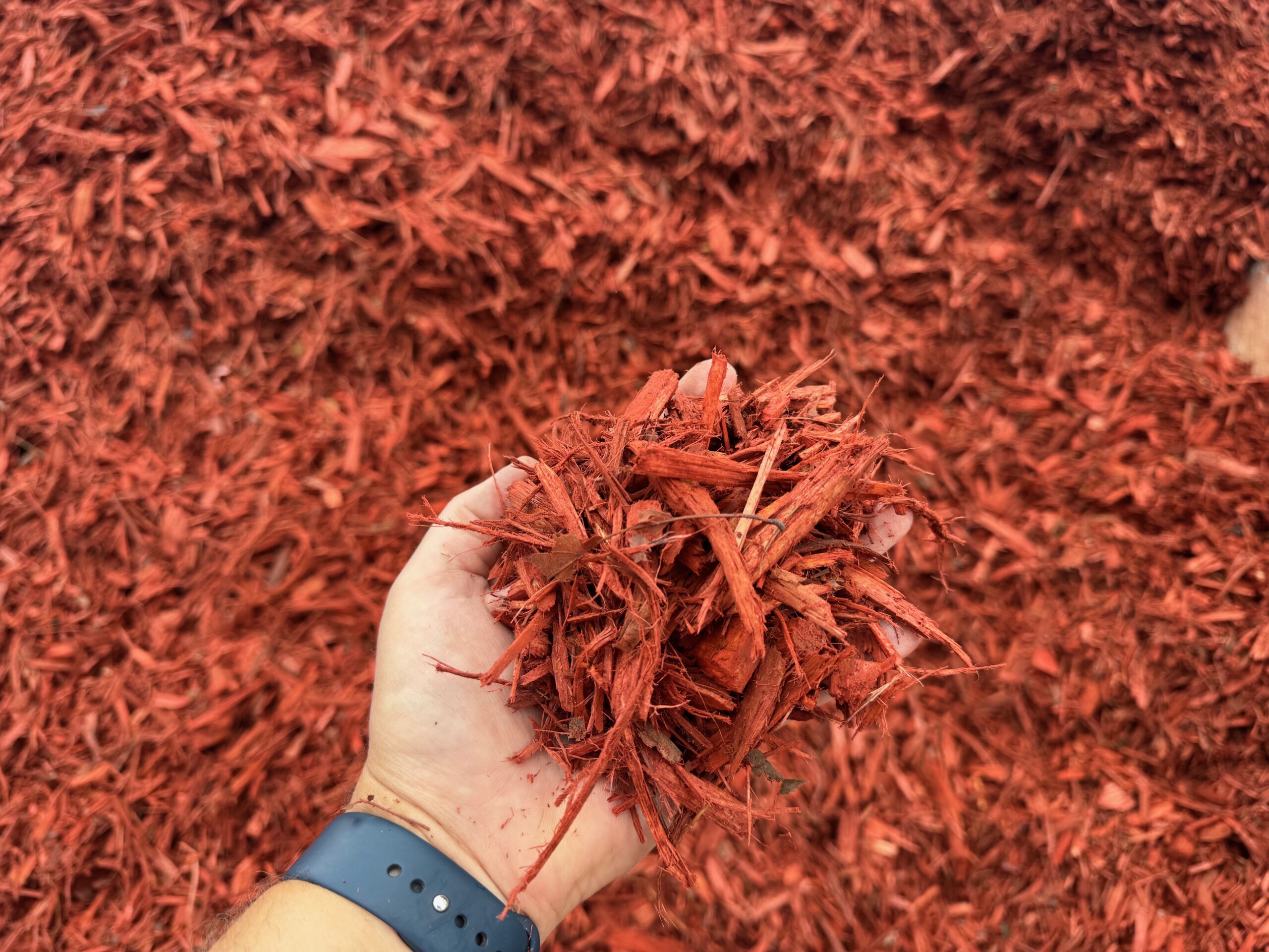 Mantillo Rojo